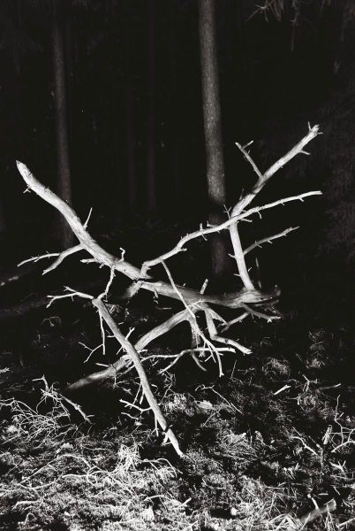 Lukas Maksay. What Do We Do When We Get Lost In The Forest?